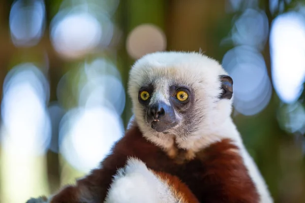 Coquerel Sifaka Sin Naturliga Miljö Nationalpark Madagaskar — Stockfoto