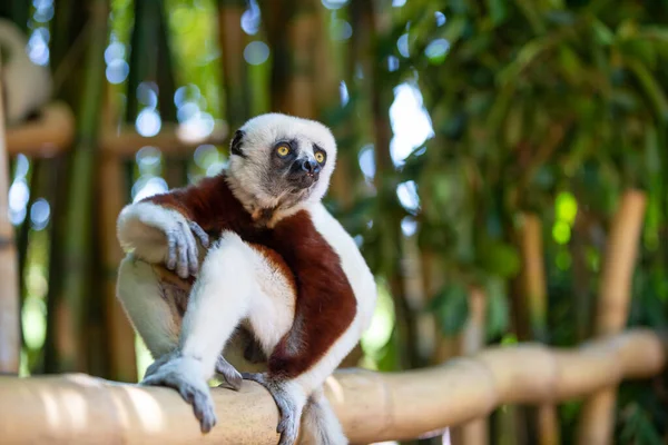Coquerel Sifaka, Madagaskar adasındaki ulusal parktaki doğal ortamında..
