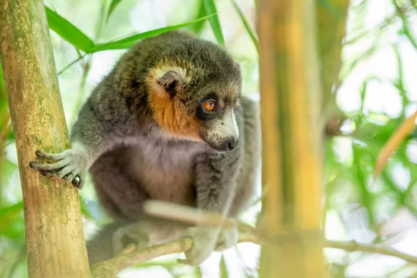 Lemur Sedí Větvi Pozoruje Návštěvníky Národního Parku — Stock fotografie