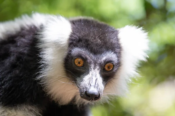 Een Zwart Wit Vari Lemur Ziet Heel Nieuwsgierig Uit — Stockfoto