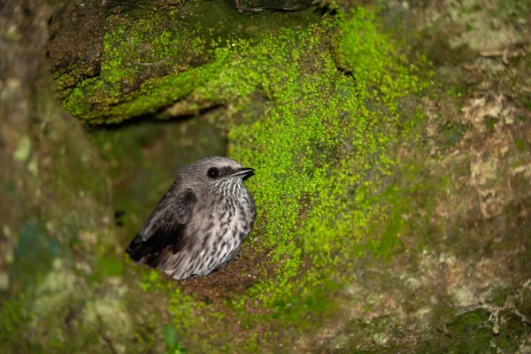 Um pequeno pássaro nativo cinza em seu ninho — Fotografia de Stock