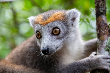 Madagaskar yağmur ormanlarındaki bir ağaçta taç bir lemur.