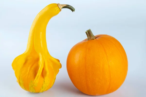 Yellow colored pumpkins on a white background — Stock Photo, Image
