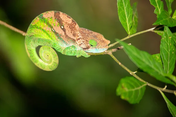 Barevný chameleon v zblízka v deštném pralese na Madagaskaru — Stock fotografie