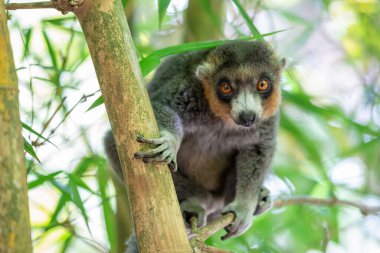 Bir lemur bir dala oturur ve milli parka gelen ziyaretçileri izler.