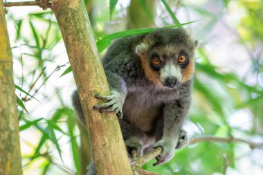 A lemur sits on a branch and watches the visitors to the national park clipart
