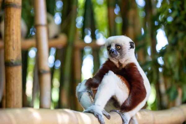 De Coquerel Sifaka in zijn natuurlijke omgeving in een nationaal park op het eiland Madagaskar — Stockfoto