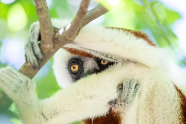 Coquerel Sifaka в своей природной среде в национальном парке на острове Мадагаскар — стоковое фото