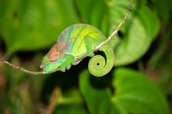 Barevný chameleon v zblízka v deštném pralese na Madagaskaru — Stock fotografie