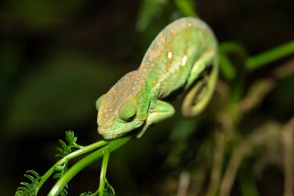 Colorful chameleon in a close-up in the rainforest in Madagascar — Stock Photo, Image