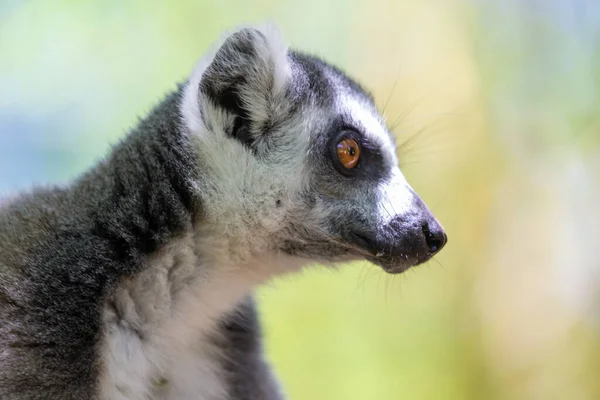 Komik bir halka kuyruklu lemur doğal ortamında — Stok fotoğraf