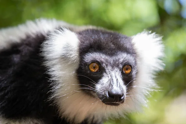 Een zwart-wit Vari Lemur ziet er heel nieuwsgierig uit — Stockfoto