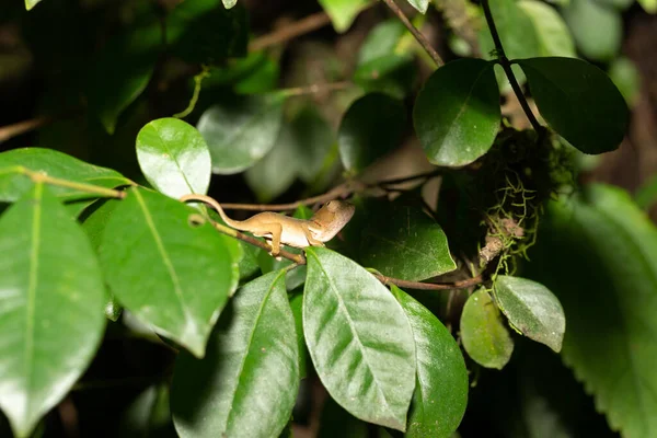 Madagaskar 'daki yağmur ormanlarında yakın planda renkli bir bukalemun. — Stok fotoğraf