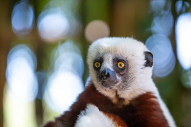 Coquerel Sifaka, Madagaskar adasındaki ulusal parktaki doğal ortamında.