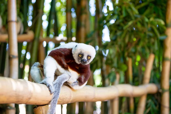 Coquerel Sifaka w swoim naturalnym środowisku w parku narodowym na wyspie Madagaskar — Zdjęcie stockowe