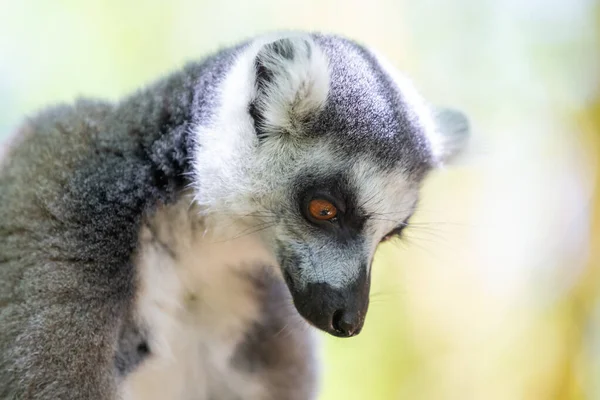 Een grappige ringstaartmaki in zijn natuurlijke omgeving — Stockfoto