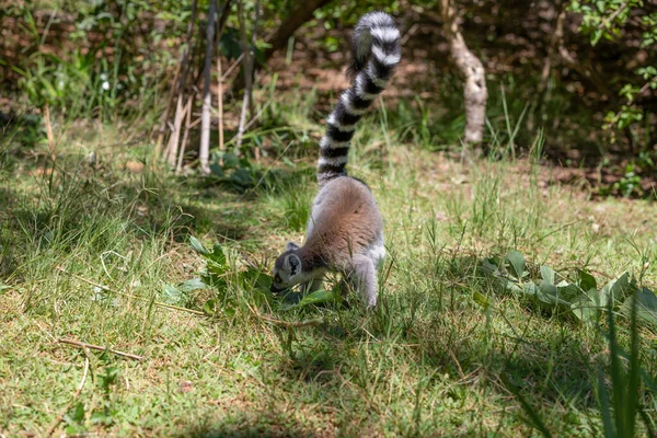 Een grappige ringstaartmaki in zijn natuurlijke omgeving — Stockfoto