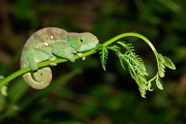 Kolorowy kameleon w zbliżeniu w lesie deszczowym na Madagaskarze — Zdjęcie stockowe