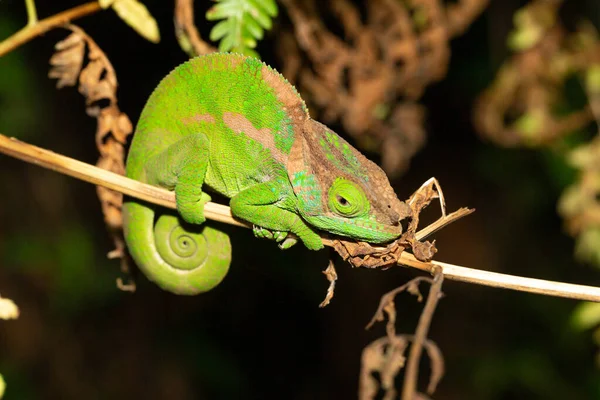 Barevný chameleon v zblízka v deštném pralese na Madagaskaru — Stock fotografie
