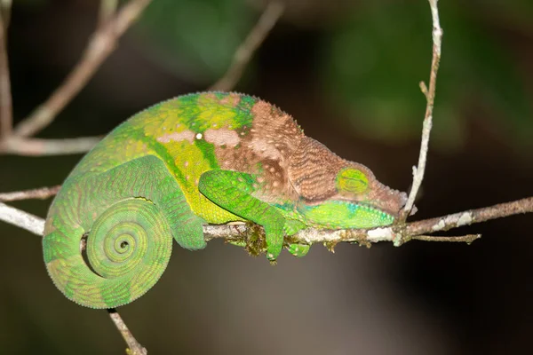 Красочный хамелеон в крупном плане в тропических лесах Мадагаскара — стоковое фото