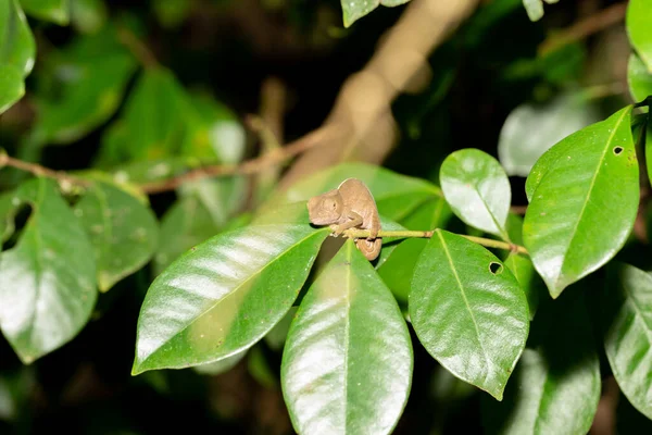 Camaleón colorido en un primer plano en la selva tropical en Madagascar —  Fotos de Stock