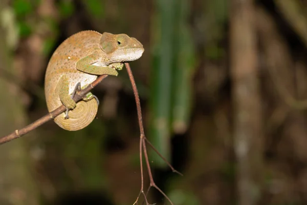 Camaleón colorido en un primer plano en la selva tropical en Madagascar —  Fotos de Stock