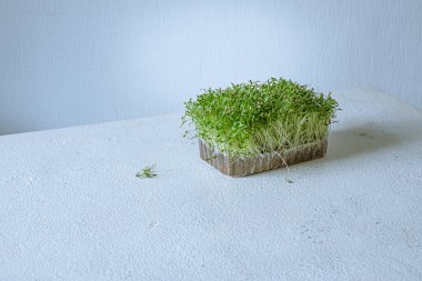 Büyüyen mikroyeşil filizler. Vejetaryen ve sağlıklı beslenme konsepti. Yüksek kalite fotoğraf