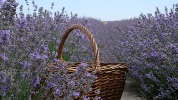 Cesta en un campo de lavanda — Vídeos de Stock