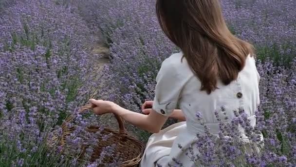 Menina jovem coletando lavanda em uma cesta virou as costas. O gramado está cheio de lavanda — Vídeo de Stock