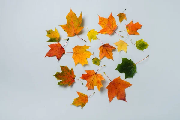 Kleurrijke Herfstbladeren Geïsoleerd Grijze Achtergrond Bovenaanzicht Vlak Herfst Stemming Concept — Stockfoto