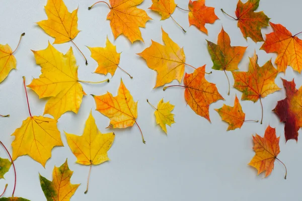 Vakantie Herfst Kleurrijke Bladeren Grijze Achtergrond Bovenaanzicht Vlak Minimalistisch Concept — Stockfoto