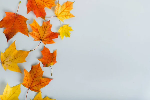 Herfst Helder Gele Bladeren Grijze Achtergrond Valconcept Platte Lay Bovenaanzicht — Stockfoto