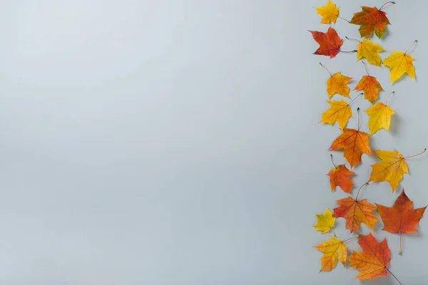Herfst Helder Gele Bladeren Grijze Achtergrond Valconcept Platte Lay Bovenaanzicht — Stockfoto