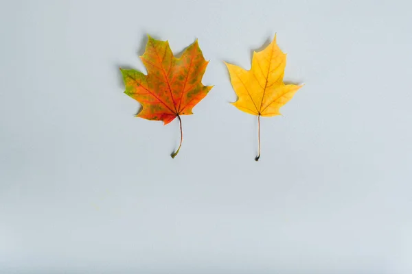 Een Paar Herfstbladeren Geïsoleerd Grijze Achtergrond Vallen Concept Platte Lay — Stockfoto