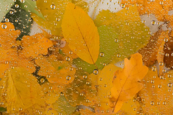 Herfst Bladeren Regenachtige Glazen Textuur Concept Van Herfst Seizoen Regenachtige — Stockfoto