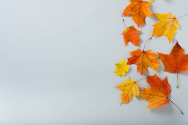 Gri arka planda sonbahar, parlak sarı yapraklar. Sonbahar konsepti Düz konum, üst görünüm, kopyalama alanı. Minimalist bir kavram. Yüksek kalite fotoğraf. Yüksek kalite fotoğraf