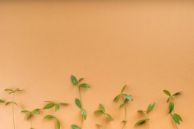 Kahverengi arka planda genç yeşil lahanalar. Çevre yeşili enerji kavramı. Metin için alan. en üstteki görünüm