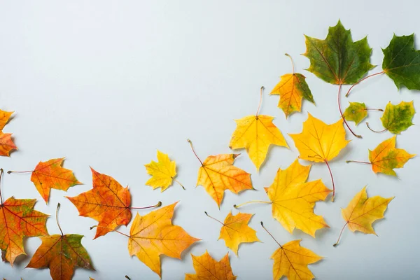 Vakantie herfst kleurrijke bladeren op grijze achtergrond. Bovenaanzicht, vlak. Minimalistisch concept — Stockfoto