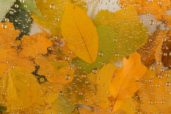 Hojas de otoño sobre textura de vidrio lluvioso. concepto de temporada de otoño tiempo lluvioso día — Foto de Stock