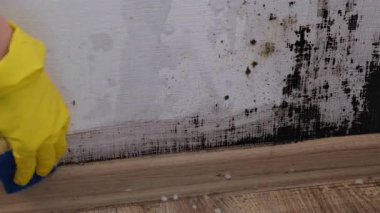 Fırça kullanarak duvardan küf temizleyen biri. Etkinlik bir yerleşim odasında gerçekleşiyor. Temizlik malzemeleri görünür. Yüksek kalite 4k görüntü