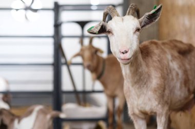 Ahırda kahverengi bir keçinin portresi, kameraya bakıyor, düşük görüş açısı. Keçi yetiştiriyor. Tarım ve sığır yetiştiriciliği. Yüksek kalite fotoğraf