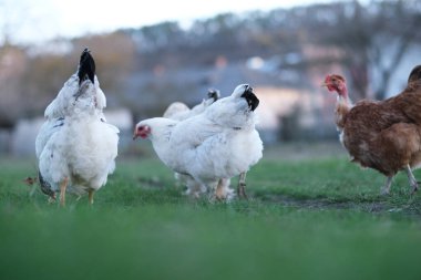 Çayırda bir sürü tavuk. Eko çiftliğinin avlusunda tavuklar. Serbest çiftçilik kavramı. Metin için boşluk. Yüksek kalite fotoğraf
