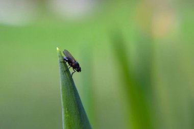 Çimen yaprağının ucundaki sinek.