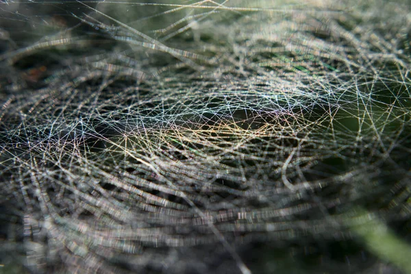 Rainbow Reflected Spider Web — Stock Photo, Image