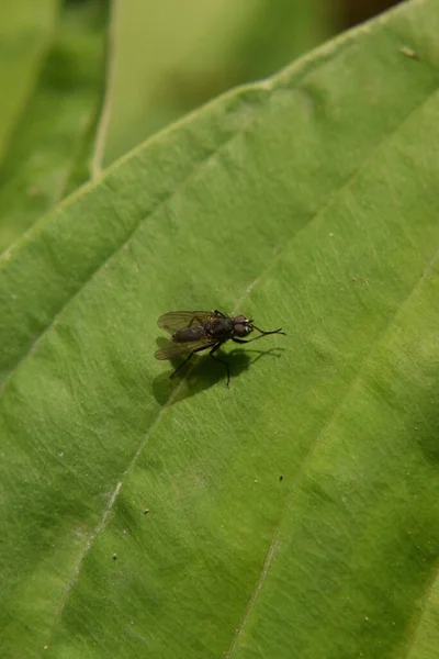 Housefly Clean Its Feet Green Leaf — стоковое фото