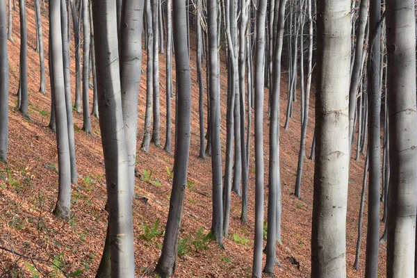 Trunks Tall Slender Trees Beech Forest — Stock Photo, Image