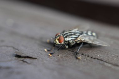 Sinek gri tahtada dinleniyor.