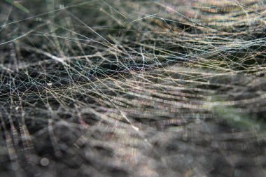 Gökkuşağı örümcek ağına yansıyor