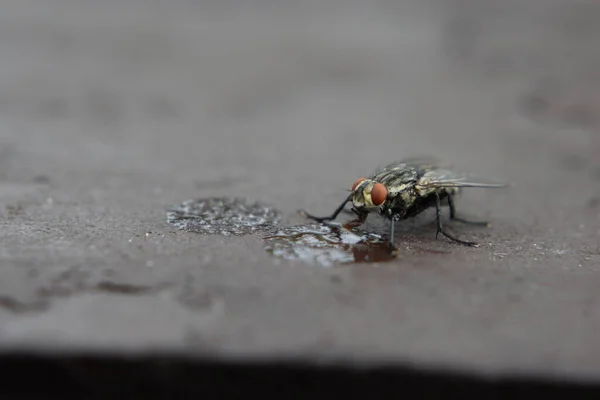 Housefly Beber Uma Gota Cerveja — Fotografia de Stock