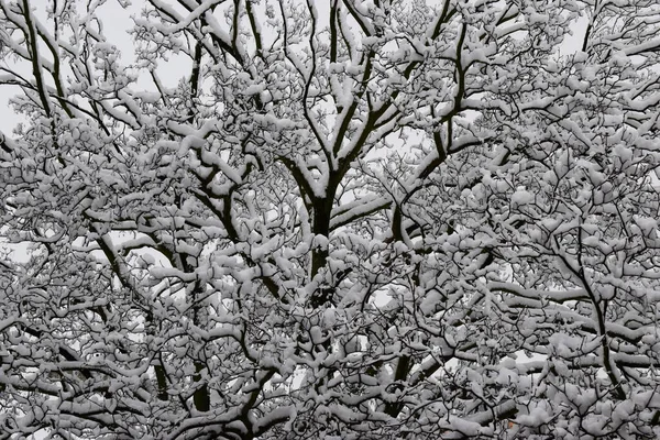 Crown Tree Snowy Branches Stock Photo